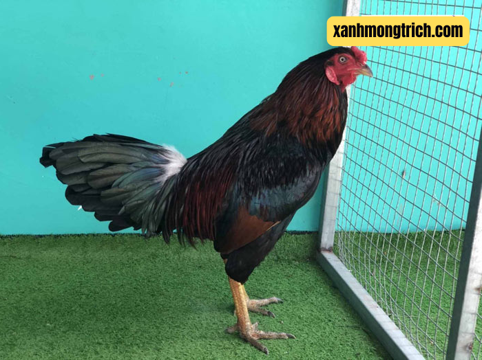 Xanh Mồng Trích kẻ trấn giữ THOMO
